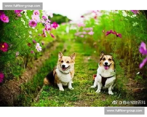 萌动全场的柯基犬大赛精彩瞬间与趣味比拼全记录